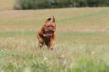 DOGUE DE BORDEAUX 071